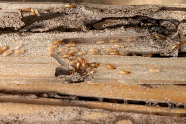 Best Commercial Pest Control Services  in Level Green, PA